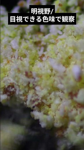 ビタミン剤、蛍光顕微鏡で見ながら溶かしてみた！#shorts #顕微鏡 #microscope #蛍光 #fluorescence #ビタミン #vitamin