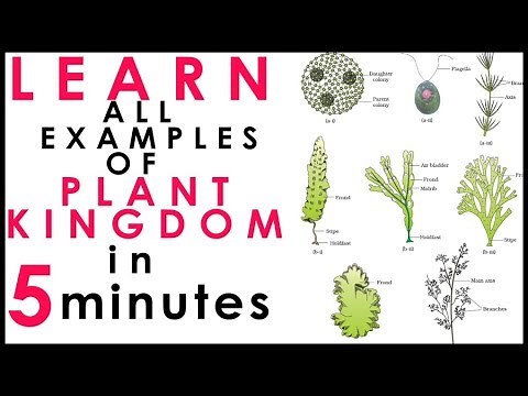Plant Kingdom-Short Tricks |Biology Bytes Examples |Ncert Biology For NEET 2020|AIIMS|Class 11