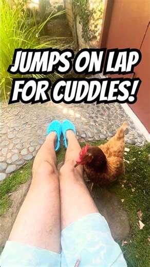 JUMPS ON LAP?! 🐔✨ My chickens LOVE to hop on for cuddles LOL