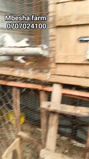 Mbesha HOLDINGS DOORS & FRAMES on Instagram: "At mbesha ornamentals & farm we select the best turkey & guineafowl breeds for start-up & established farmers. ☎️0707024100 ☎️0745360527 Kithimani, Machakos County. #fertilizedeggs #kanga #keets #turkeys #interior #guineafowls #polishbantams #kangakeets #mbeshaholdings #ornamentalbirds"