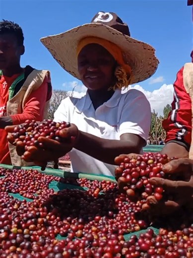 Discover the Origins of Quality Coffee from Tadesse Desta