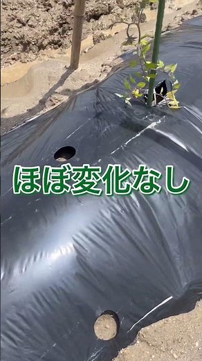 斑点病？枯れてるだけ？トマトを見てみると茶色い斑点があり、調べてみると斑点病？に似ていました😱のこれはもう治らないですか？ #農業 #初心者 #野菜