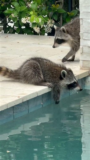 Raccoon family enjoying some pool time!