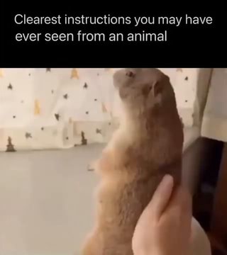 Clearest instructions you may have ever seen from an animal - iFunny