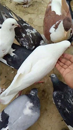 Racing Pigeon USA, USA Racing Pigeon champion, Racing Pigeon training, #USA_Pigeon, #Pigeon, #Shorts