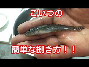 小さいハゼの捌き方！【簡単】