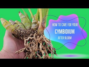 How to care for Cymbidium after bloom. #cymbidium