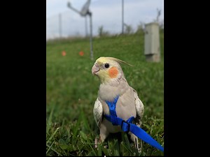 A cockatiel spent 5 days on the lam, and ended up on a humane society CEO’s birdfeeder