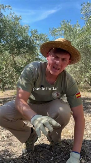 ¿Cuántos años tarda un olivo en dar fruto? La respuesta te va a sorprender 🫒 #agricultura #aove