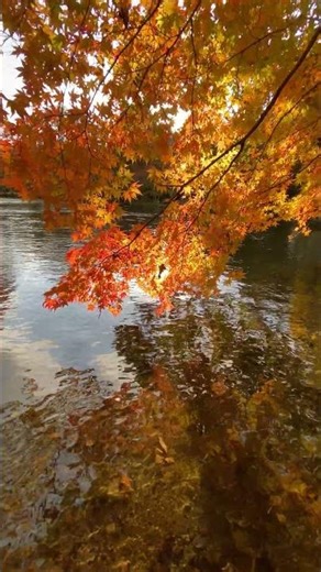 紅葉の森の川歩き🕹️千歳川 北海道