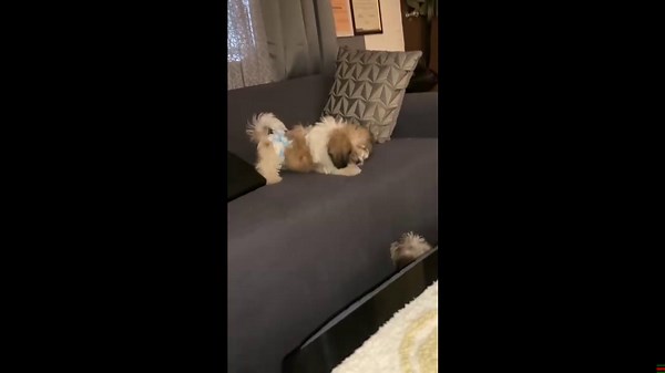 Shih Tzu siblings have barking battle on the sofa