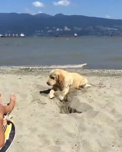 22K views · 869 reactions | 1.. 2.. 3.. GO! | Gongobonk | Facebook