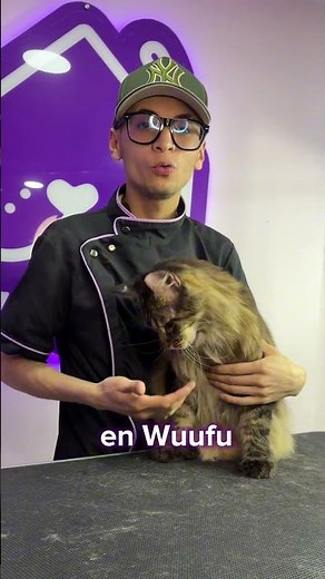 Cual es el gato mas grande del mundo, #wuufu #mainecoon #gatos #mascotas