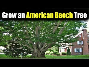 How to Grow an American Beech Tree