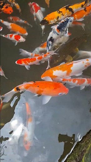 ikan koi berenang renang timbul tenggelam ikan berenang renang ikan koi fish swimming aquarium pond