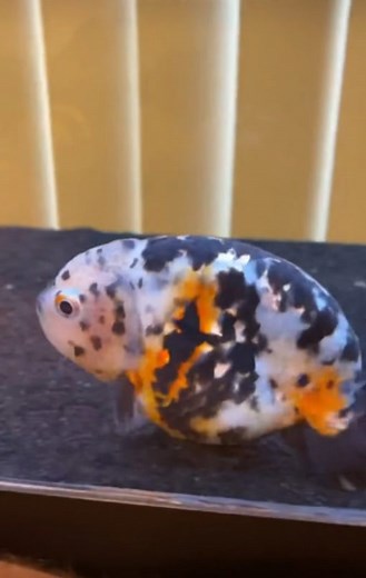 Inspecting Goldfish Health: Checking for Parasites in Their Poop