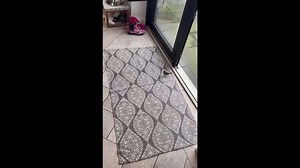 Wild robin proves intelligence, forms unlikely bond with human friend