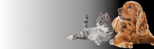 Capstar : Comprimé Anti-Puces chien et chat | Elanco Site Officiel