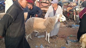 379K views · 6.4K reactions | الله على سوق الخميس العطاوية اقليم قلعة السراغنة بتاريخ 13/06/2024 اتمنة الأغنام #عيد_الاضحى   | عالم المواشي قلعة السراغنة | Facebook