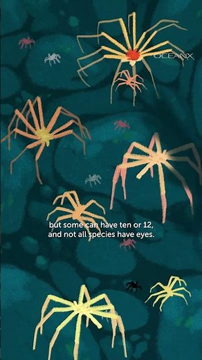 Spiders Also Live in Our Oceans