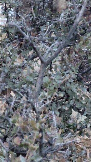 Cow Elk Call- Elk Chirps outside of lodge in northern Arizona | Elk sounds | Elk Communications