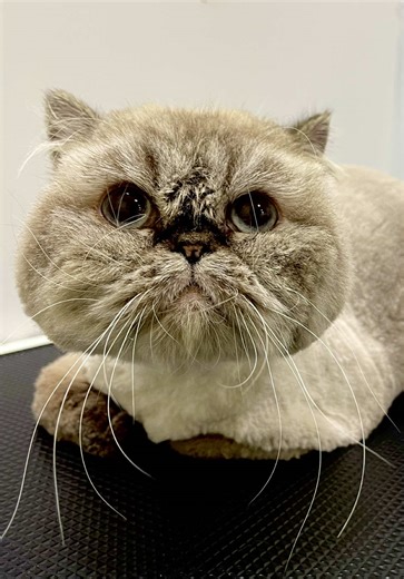 From Shabby to Sleek!🐾 A little grooming goes a long way in keeping your cat happy and healthy 😻 Ready for purrfect makeover? Book your pet’s spa day with us today! For booking simply WhatsApp on 050 174 0645 or visit www.sugarpaws.me Link in bio #sugarpawsme #catgrooming #dubaipet #dubailand #dubaipetgrooming #petgrooming #petgroomingdubai
