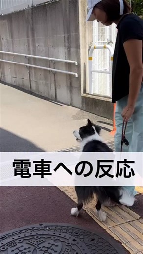 Naoko Arakawa | 車、電車追いボーダーコリー。 激しい反応を抑えて、理性的な行動と精神状態を引き出します。 これで治ったのではなく、練習は続きます。 ありがとうございました☺️ #ドッグビヘイビアリスト #ドッグトレーナー#ドッグトレーニング#犬のしつけ#ドッグサイコロジー#dogspirit | Instagram