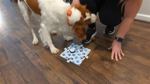 Dog and Cat Communication Training Buttons | MyDogTalks (4 Buttons + mat)