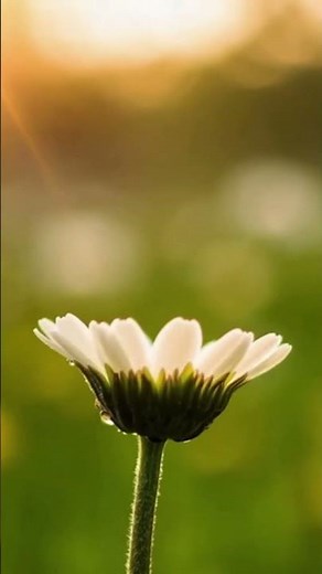Daisy Bloom Timelapse | Cinematic ASMR Nature