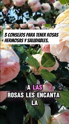 CÓMO tener ROSAS SALUDABLES y HERMOSAS? 3 TIPS infalibles #rosas #plantasornamentales