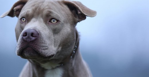 Staffordshire Bull Terrier vs. Pitbull: What Are the Differences?