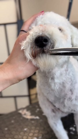 Fluffy dog face transformation: Professional grooming before & after