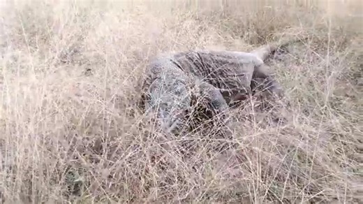 OMG🥶😱 The moment of the Komodo dragon swallowing the pig alive #BucketList #KomodoIsland #Adventure #WonderfulIndonesia #KomodoDragon #Indonesia #Travel #Wildlife #NaturePhotography | Ethan Hayes