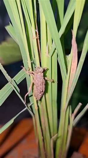 125K views · 1.6K reactions | Dragonfly Molting Time-Lapse From Nymph to Dragonfly - Nature's Miracle Unfolds | Phitha Vidi | Facebook