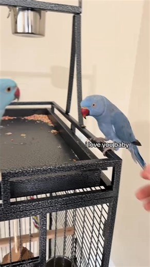 Rio gets reunited with his bestfriend Zeus 💙🐦 #parrot #indianringnecksoftiktok #foryou #cute #fyp | Rio02