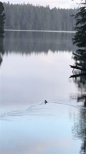 Bufflehead Peaceful Lake Swim