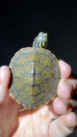 NKFherping on Instagram: "A yearling Eastern River Cooter I spotted hanging out in the shallow margin of a creek on a humid summer night."