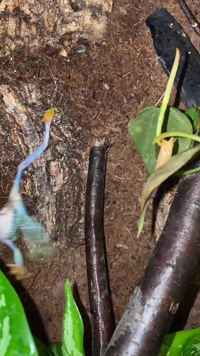 Hilarious Tree Frog Moments | Cute Pets Compilation