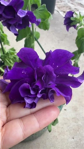 How to get LOTS of petunia in ONE single pot 🌸🌸