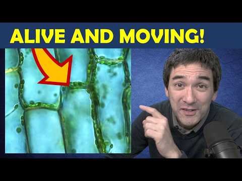 🔬 Watch Chloroplasts Move in Real Time | Easy Microscopy Specimen