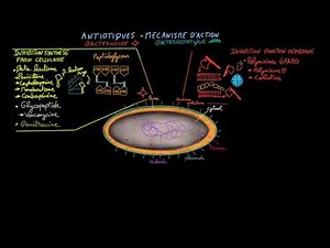 Antibiotics - Ep 2 - Mechanism of action - Doctor Synapse