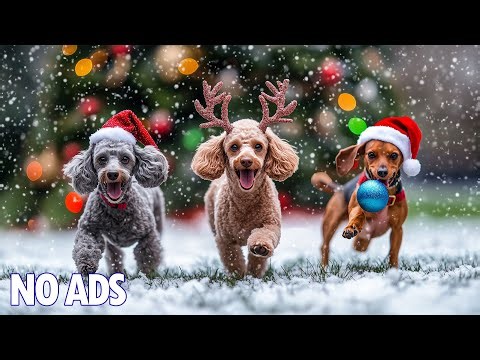 12 Hours of Dog TV for Dogs to Watch🐶Anti Anxiety Relief❄️Deep Sleep Music for Dogs