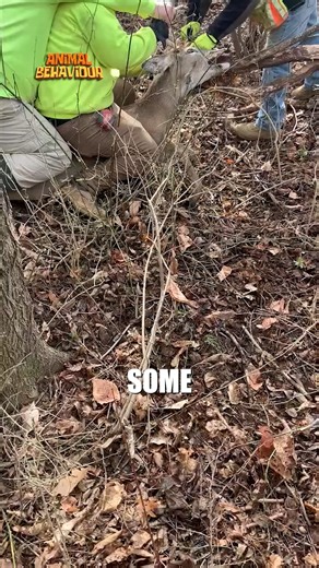 Rescue Workers Free a Terrified Buck Trapped in Branches #AnimalRescue #WildlifeRescue #RescueMission #KindnessMatters #GoodDeeds #DeerRescue #Compassion #HeartwarmingMoment #NatureLovers #ViralVideo | Animals Behavior