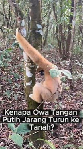 Why Do White-Handed Monkeys Almost Never Come Down to the Ground?