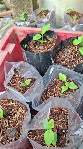 Bán cây ngâu giống , lh 0933015354 giống cây ngâu ,