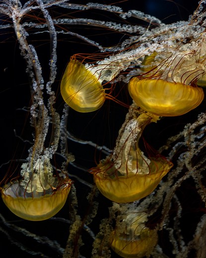 10K views · 208 reactions | Jellyfish culturing requires successfully...