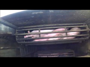 Pig Slaughter (Gas Chamber) Footage [GRAPHIC] Where Your Bacon Comes From