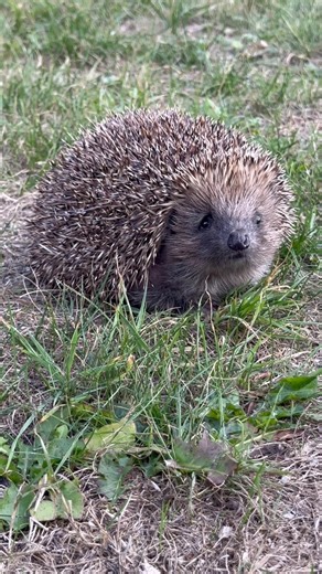 Freedom awaits ! Please wish Peaches a long and happy life 💜🦔💜 | Spiny Norman’s Hedgehog Support
