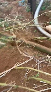 547K views · 11K reactions | One after another all pushed out by the mighty blower ️ | Suffolk and Norfolk rat pack | Facebook