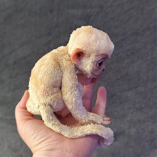 Baby Monkey, Poseable Art Doll, Realistic Animal - Etsy